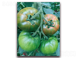 ԭζ1̖-ˮ�����ѷN��-���r(n��ng)���v