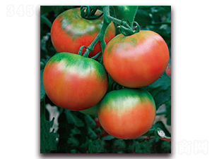 ԭζ2̖-��ݮ���ӷN��-���r(n��ng)���v