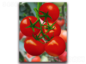 �������F1-��t�����ѷN��-���r(n��ng)���v