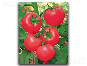 �W��301F1-��Ӳ�ȷ۹����ѷN��-���r���v