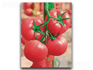 ���m�����̖F1-����۹����ѷN��-���r���v