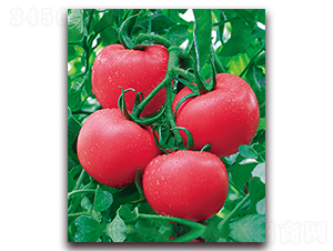 中農(nóng)二號F1-耐熱精品粉果番茄種子-中農(nóng)天騰