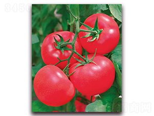 荷蘭佳粉F1-抗TY粉果番茄種子-中農(nóng)天騰