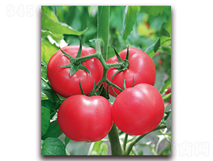 荷蘭超早三號(hào)-極早熟粉果番茄種子-中農(nóng)天騰