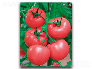 中農(nóng)五號(hào)-大果型粉果番茄種子-中農(nóng)天騰