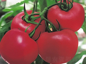 中農(nóng)七號(hào)-抗病高產(chǎn)番茄種子-中農(nóng)天騰