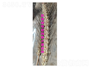 ��ĸ��̖�����Z-С���N��-ס��