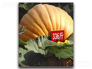 �����Ϲ�-�ϹϷN��-�ꂥ�N�I(y��)