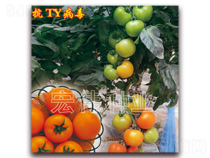 ���һ̖-�������t���N��-�ꂥ�N�I(y��)