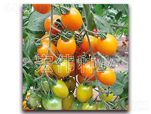 �Sؐؐ-�������t���N��-�ꂥ�N�I(y��)