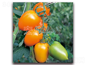 金牛一號-櫻桃西紅柿種子-宏偉種業(yè)