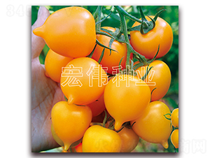 金桃一號-櫻桃西紅柿種子-宏偉種業(yè)