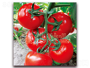 全能218-紅果西紅柿種子-宏偉種業(yè)