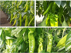 �L�ٌ�܊-�����N��-���R�߿�