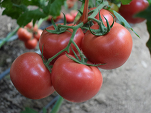 德萊五號(hào)-粉果西紅柿種子-德萊高科