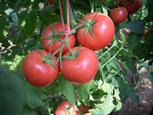 德萊六號-粉果西紅柿種子-德萊高科