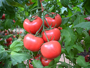 德萊三號(hào)-粉果西紅柿種子-德萊高科