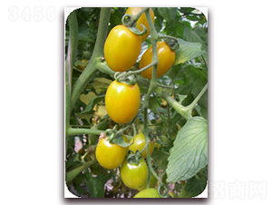 ��ٝ-�Sɫ���ҷ��ѷN��-���f(w��n)��