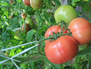 ��˹6̖(h��o)-���ѷN��-���f(w��n)��