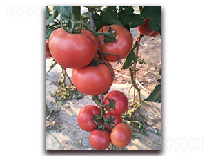 ��(y��u)��578-���ѷN��-���f(w��n)��