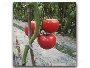 ��(y��u)��516-���ѷN��-���f(w��n)��