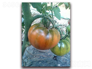 ��ؐ-���ѷN��-���f(w��n)��