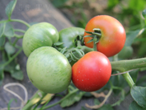 ����-���ѷN��-���f(w��n)��