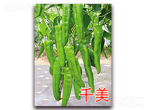 ǧ��-�����N��-�|�Z�r�I(y��)