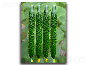 �s��-�S�ϷN��-�|�Z�r(n��ng)�I(y��)