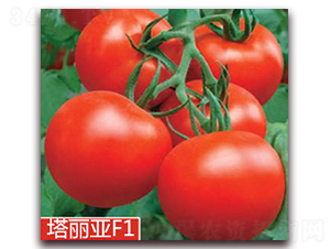 ������-�t�����ѷN��-�|�Z�r(n��ng)�I(y��)