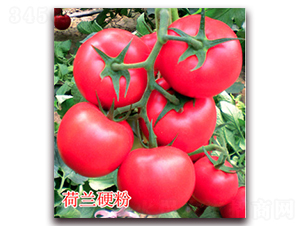 荷蘭硬粉-粉果番茄種子-億諾農業(yè)