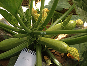 優(yōu)葫二號-西葫蘆種子-優(yōu)耐農業(yè)