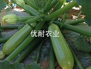 ��(y��u)����̖-�����J�N��-��(y��u)���r(n��ng)�I(y��)