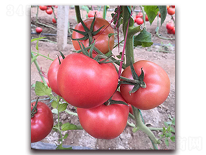 德爾9-番茄種子-德爾農業(yè)