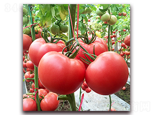 德爾5-番茄種子-德爾農(nóng)業(yè)