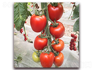 德?tīng)柭?番茄種子-德?tīng)栟r(nóng)業(yè)