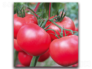 德貝利-番茄種子-德爾農業(yè)