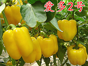 ��(��i)��2̖(h��o)-�����N��-�f(w��n)���r(n��ng)�I(y��)