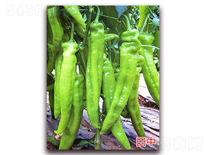 ����-�����N��-�f(w��n)���r(n��ng)�I(y��)