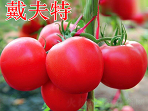 戴夫特-粉果番茄種子-萬(wàn)宇農(nóng)業(yè)
