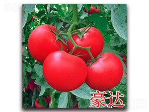 豪達-粉果番茄種子-萬宇農(nóng)業(yè)