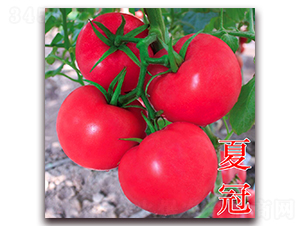 夏冠-粉果番茄種子-萬宇農(nóng)業(yè)