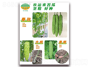 春秋+大明+秦朝-苦瓜種子-農(nóng)運來