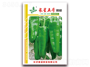 長星五號-辣椒種子-春潤種業(yè)