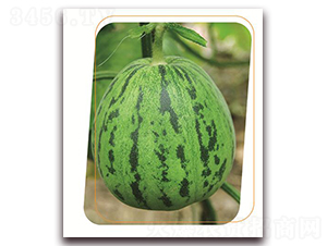 ����-��ϷN��-����(y��u)�r(n��ng)�I(y��)