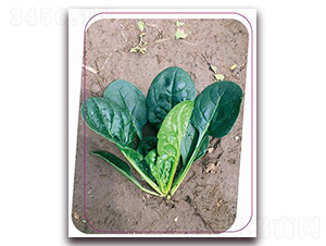 ������̖-���˷N��-����(y��u)�r(n��ng)�I(y��)