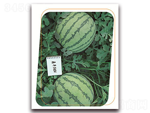 ����84-24-���ϷN��-����(y��u)�r(n��ng)�I(y��)