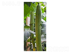 ���һ̖-�z����-���N�I(y��)