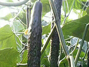 ʥ��(y��u)89-�S�ϷN��-���N�I(y��)