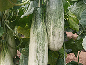 博洋9號-甜瓜種子-天宏種業(yè)